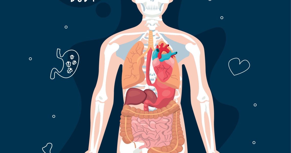 Functional Yoga Anatomy
