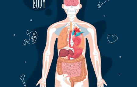 The Functional Anatomy for Yoga Teachers program covers structural muscles that every yoga teacher needs to know about.